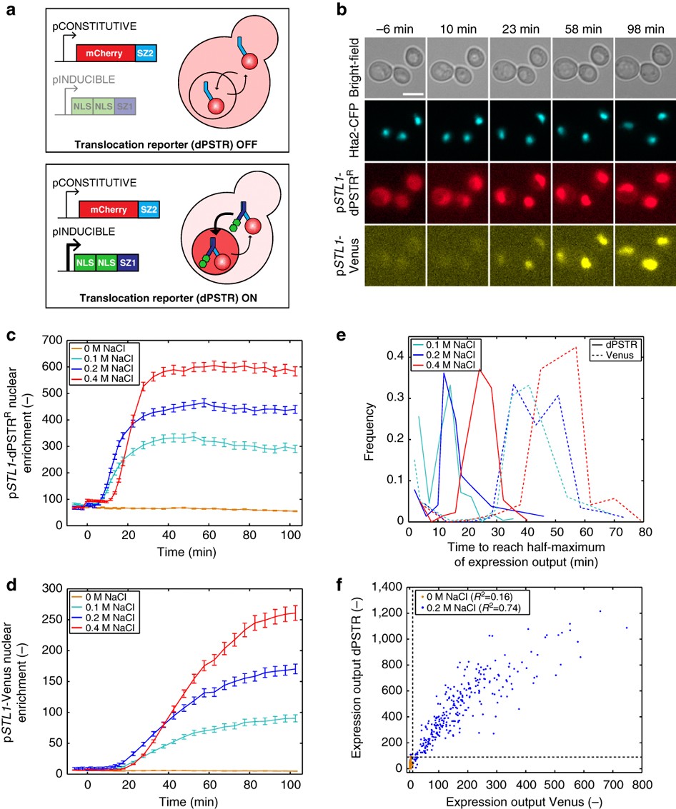Real-time quantification of protein expression at the single-cell level via  dynamic protein synthesis translocation reporters | Nature Communications