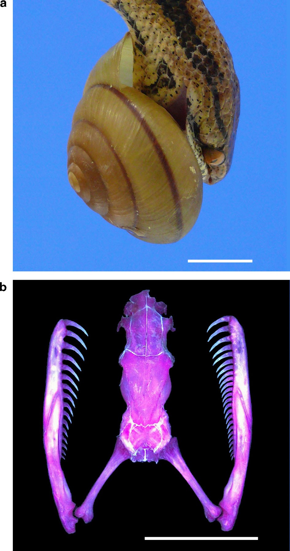 A speciation gene for left–right reversal in snails results in ...