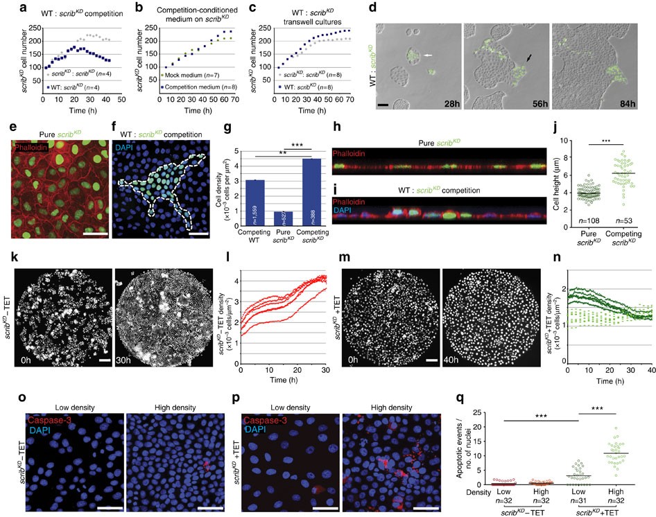 new balance 696 kinderen 2016