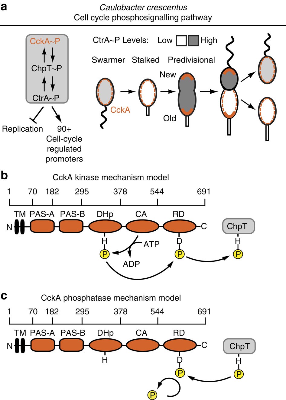 download animasi gratis gambar animasi A Cell Cycle Kinase With Tandem Sensory Pas Domains Integrates Terkeren