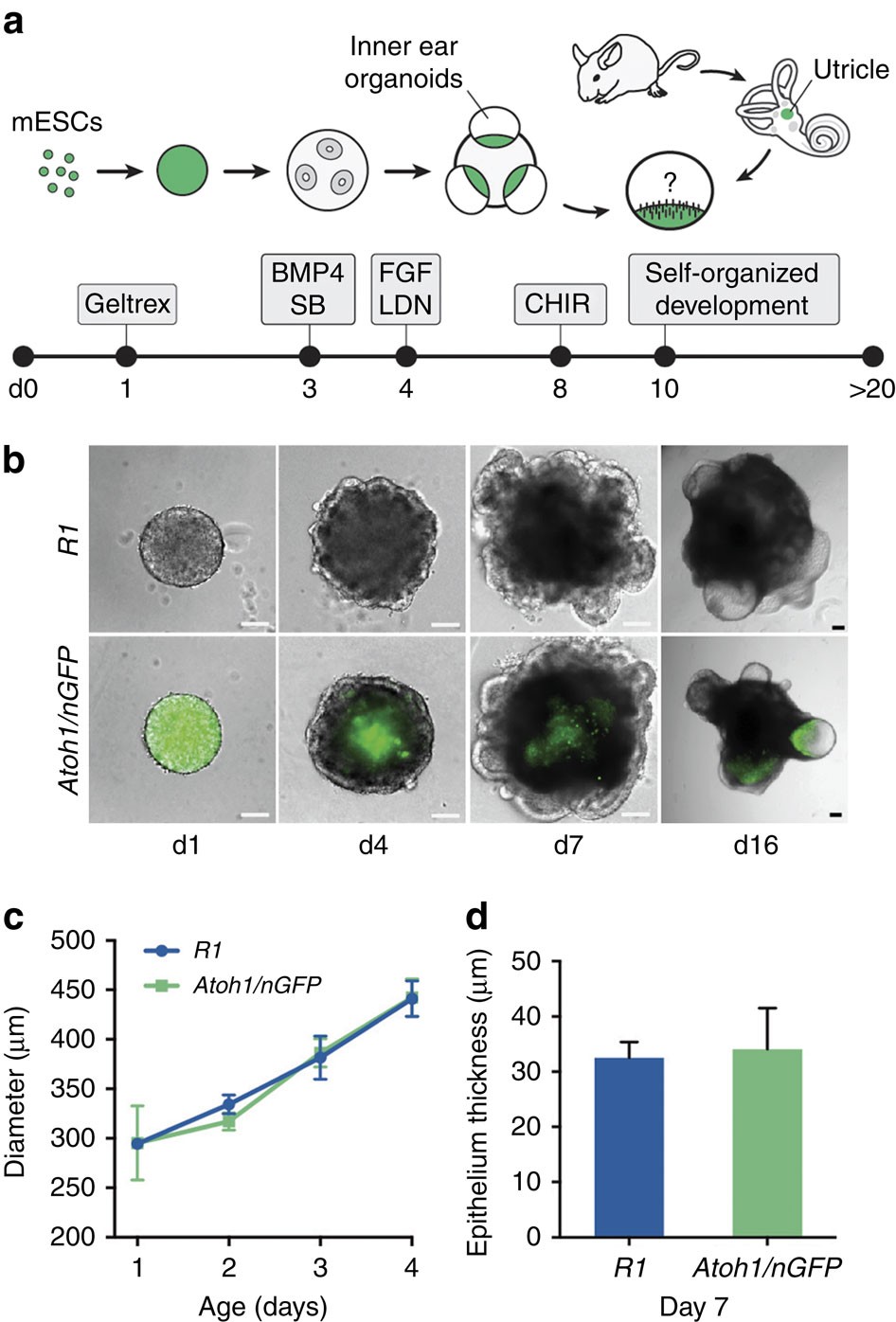 Functional development of mechanosensitive hair cells in stem cell-derived  organoids parallels native vestibular hair cells | Nature Communications