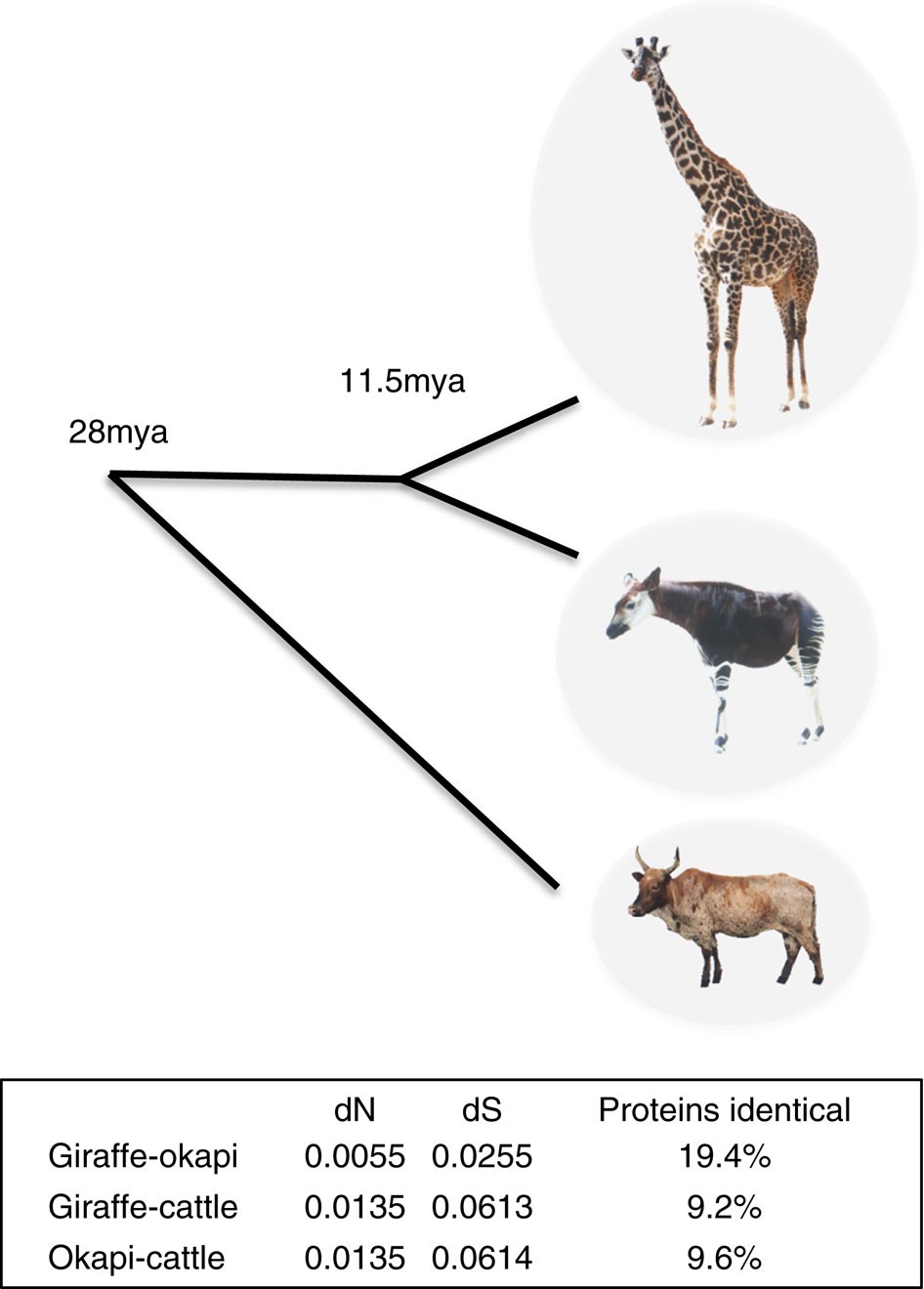 Giraffe Evolution Chart