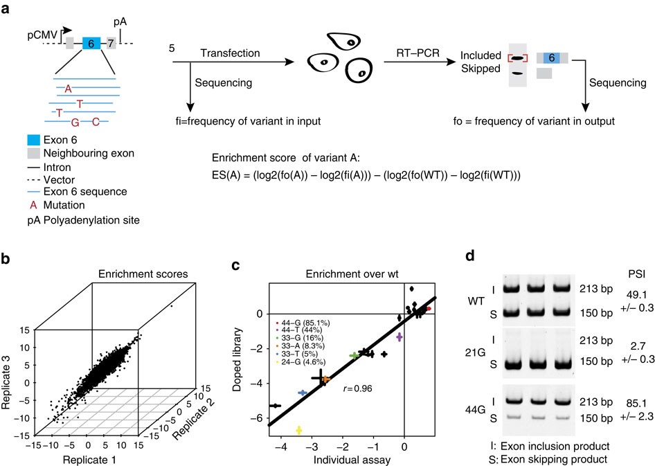 The complete local genotype–phenotype landscape for the alternative  splicing of a human exon | Nature Communications