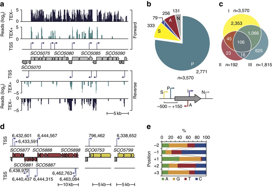 The Dynamic Transcriptional And Translational Landscape Of The