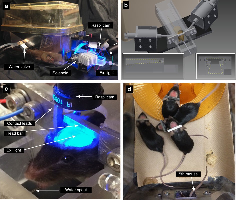 High-throughput automated home-cage mesoscopic functional imaging of mouse  cortex | Nature Communications