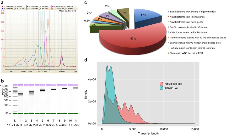 https://www.researchgate.net/figure/Maize-PacBio-Iso-Seq-barcoding-library-and-comparison-of-isoforms-between-RefGen-v3-and_fig2_304404925