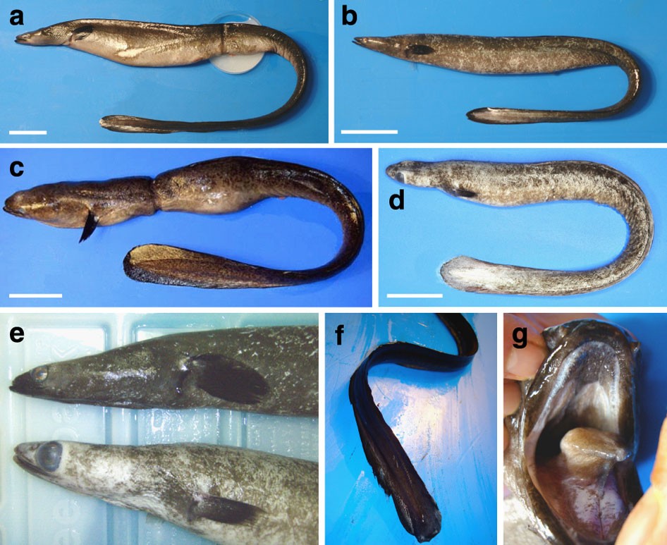 Oceanic spawning ecology of freshwater eels in the western North