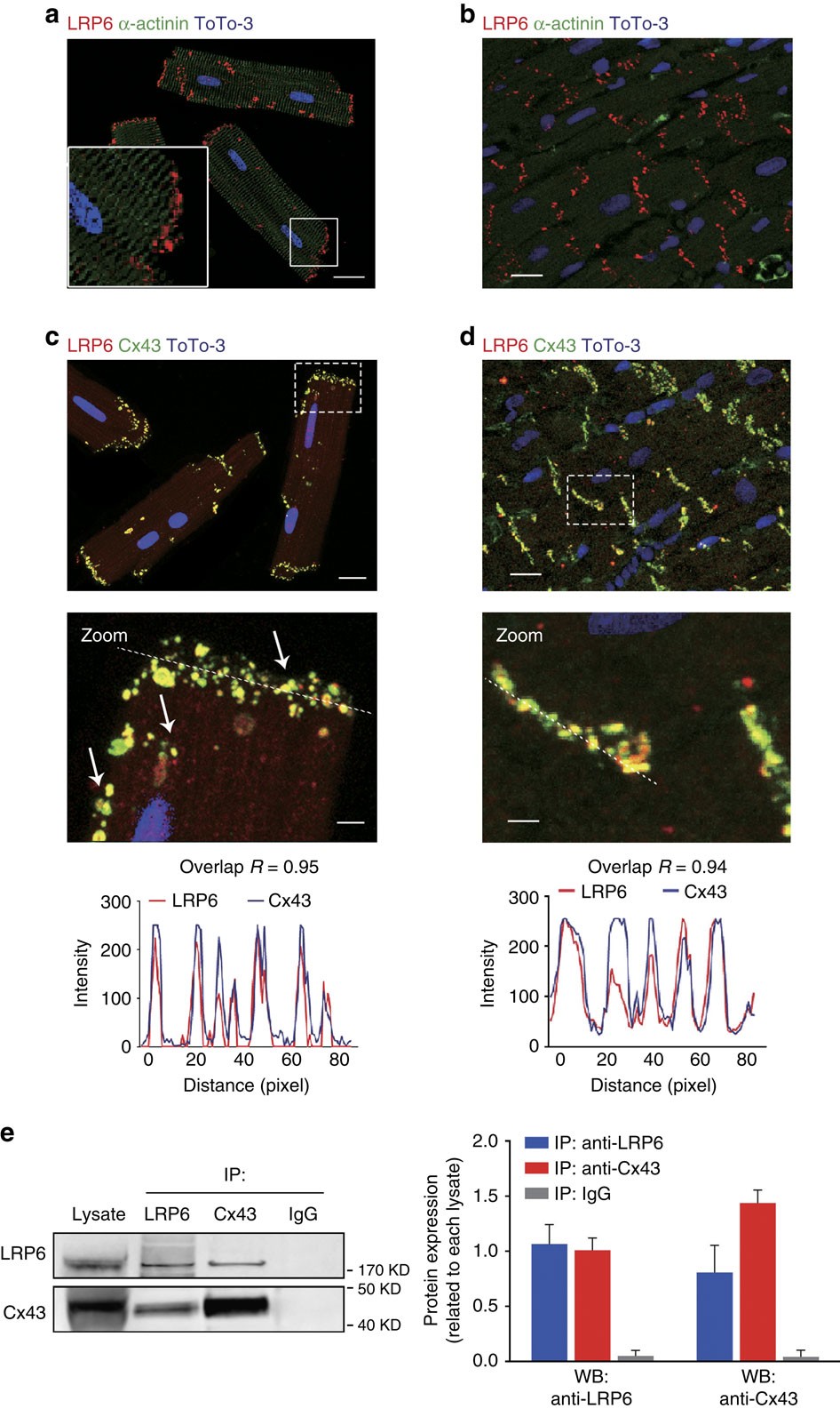 LRP6 acts as a scaffold protein in cardiac gap junction assembly | Nature  Communications
