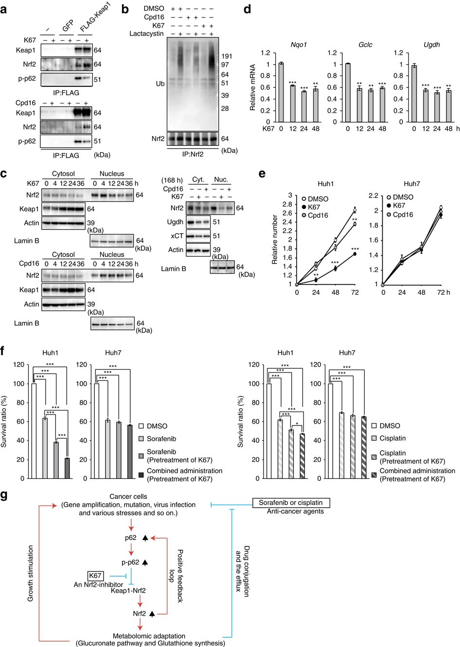 Figure 10: Inhibitory effects of K67 on tumour growth and tolerance to anti-cancer agents.