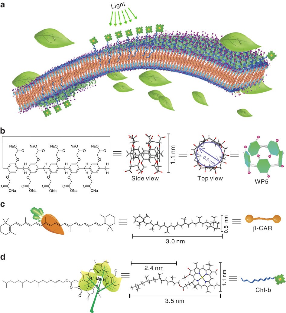 Stimulus-responsive light-harvesting complexes based on the  pillararene-induced co-assembly of β-carotene and chlorophyll | Nature  Communications
