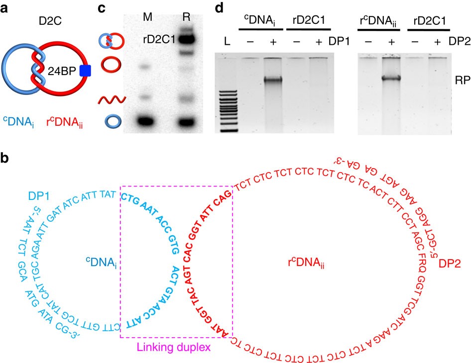 Figure 1: Inability of a D2C to undergo RCA.