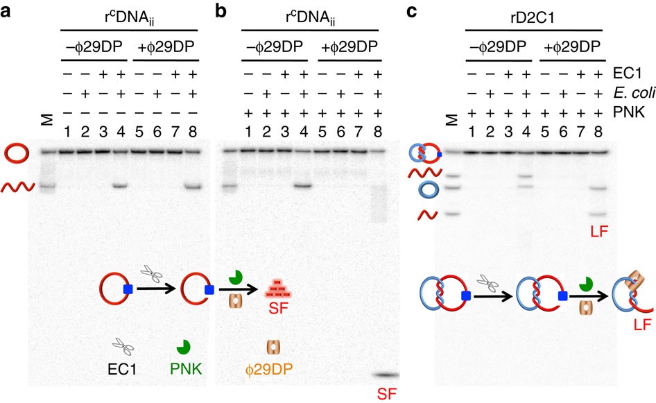 Figure 3: 3′–5′ exonucleolytic activity of ϕ29DP on rCDNAii and rD2C1.