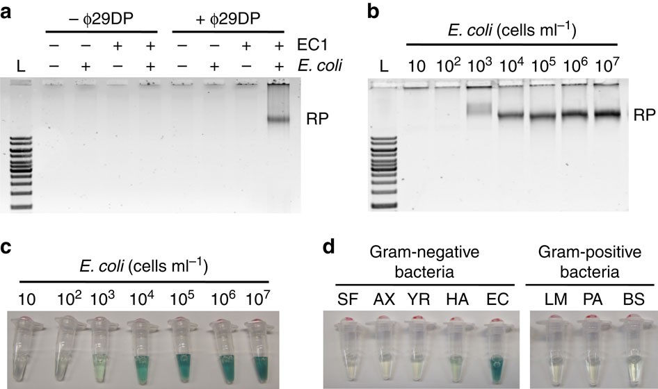 Figure 4: E. coli-dependent RCA reaction.