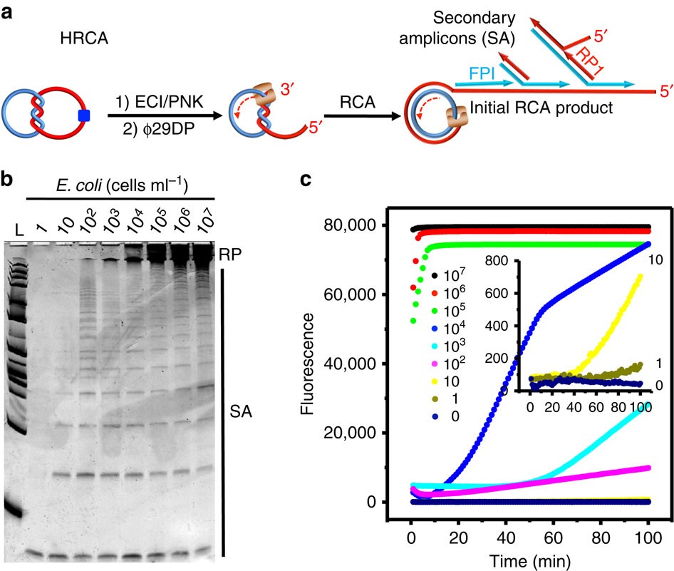 Figure 5: E. coli-dependent HRCA reaction.