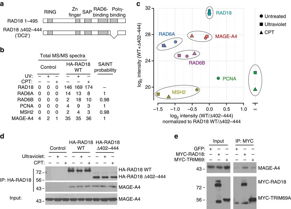 A Neomorphic Cancer Cell Specific Role Of Mage In Trans Lesion Synthesis Nature Communications A Neomorphic Cancer Cell Specific Role Of Mage In Trans Lesion Synthesis Nature Communications