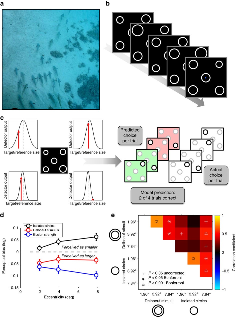 Cortical idiosyncrasies predict the perception of object size | Nature  Communications