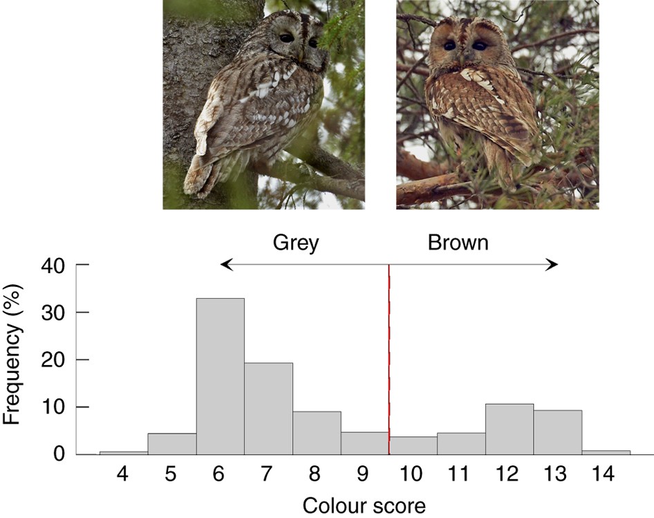 Climate change drives microevolution in a wild bird Nature Communications