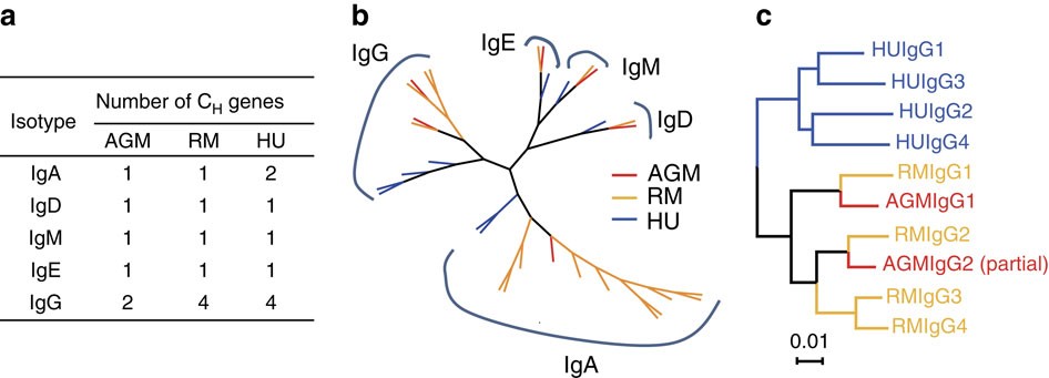 Figure 1: Genetic comparison of immunoglobulin heavy chain constant regions (CH) of AGM, RM and human.
