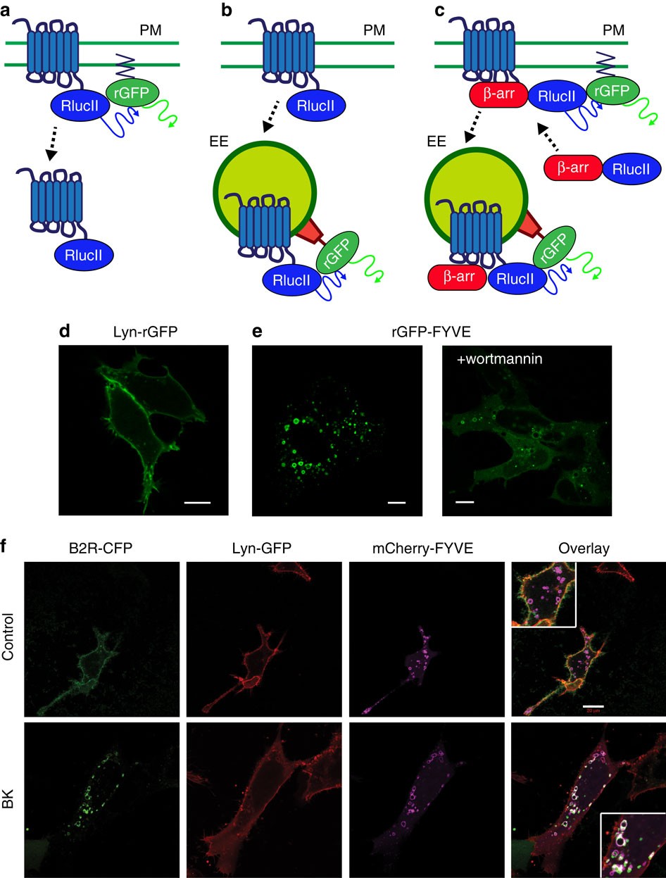Monitoring G Protein Coupled Receptor And B Arrestin Trafficking In Live Cells Using Enhanced Bystander Bret Nature Communications