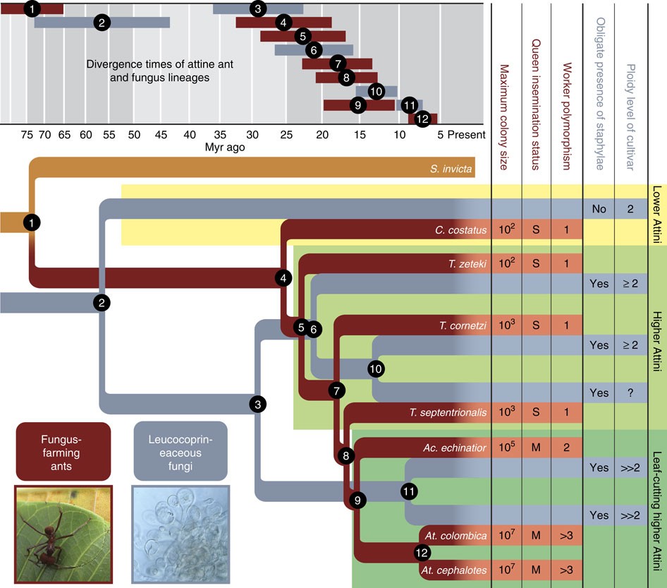 Reciprocal genomic evolution in the ant–fungus agricultural symbiosis |  Nature Communications