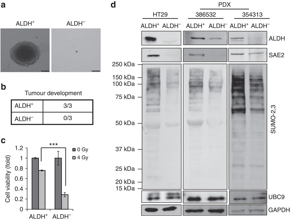 SUMO-2/3 siRNA (h), shRNA and Lentiviral Particle Gene Silencers