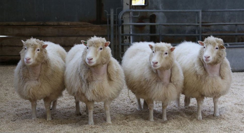 Healthy ageing of cloned sheep | Nature Communications