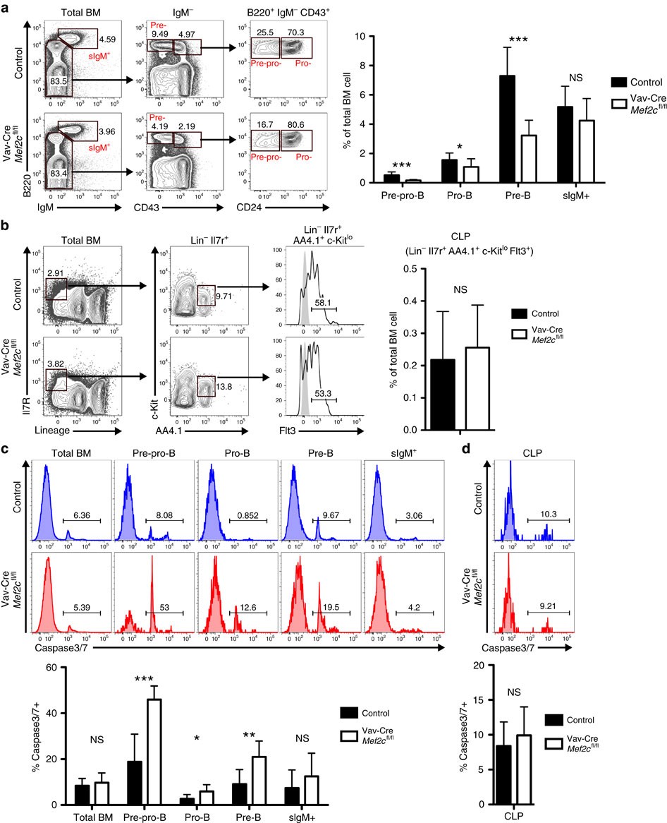 MEF2C protects bone marrow B-lymphoid progenitors during stress  haematopoiesis | Nature Communications