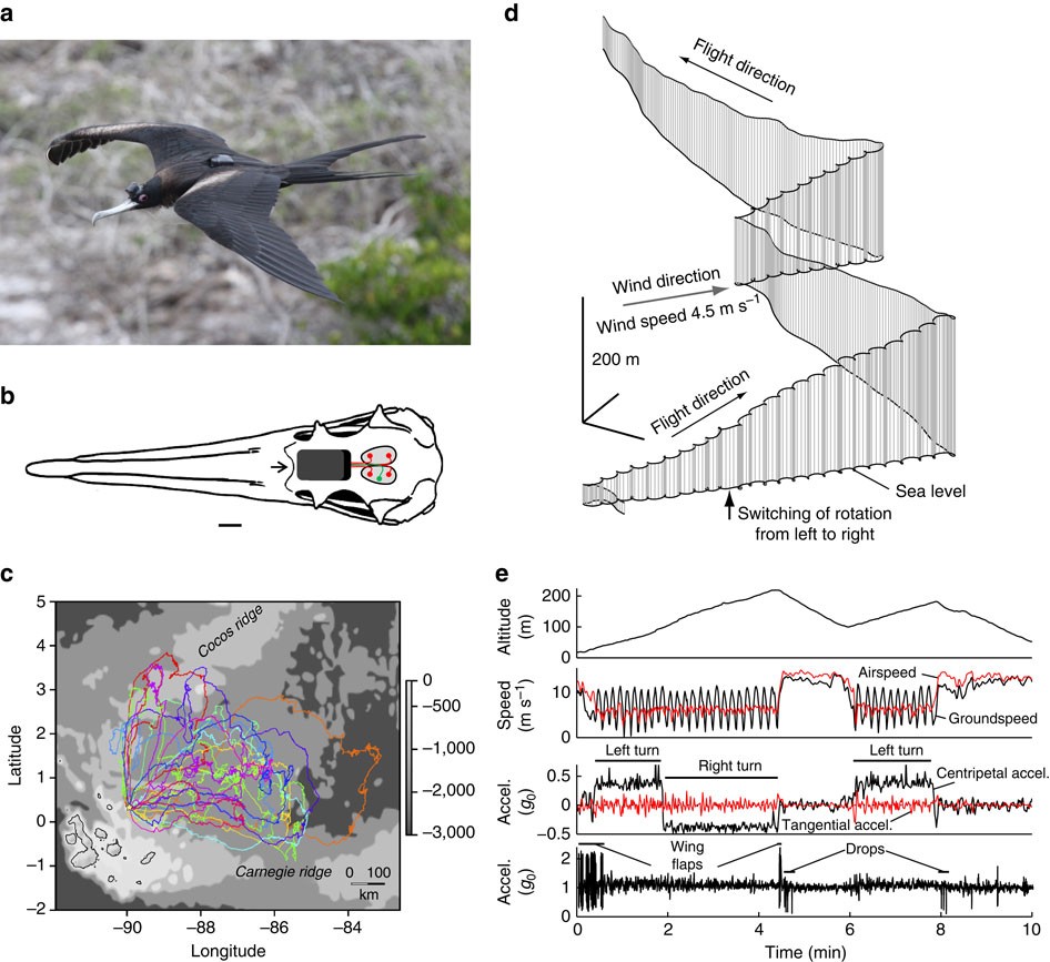Evidence that birds sleep in mid-flight | Nature Communications