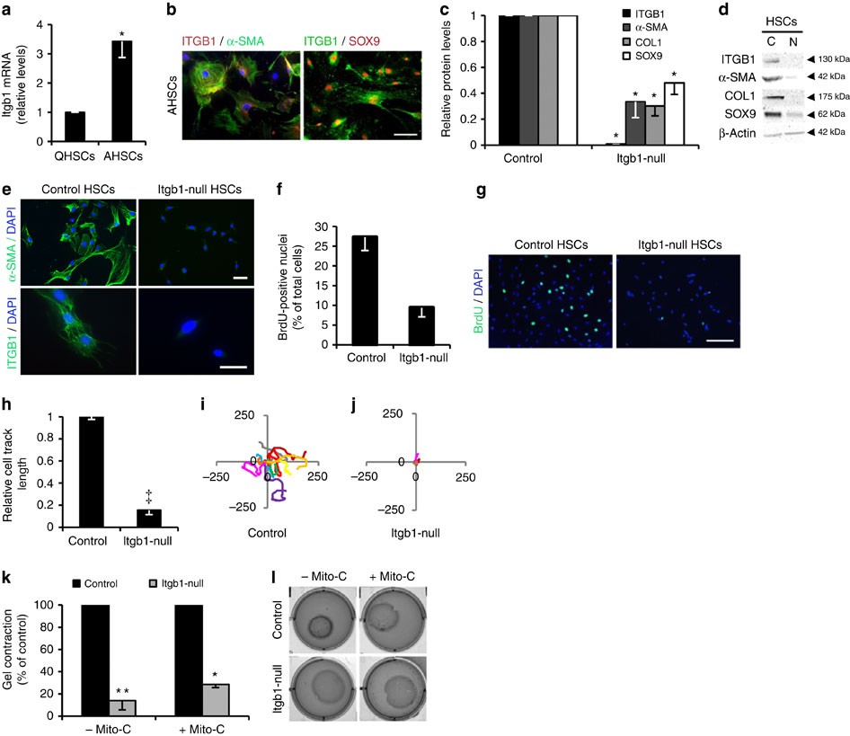 Pak Proteins And Yap 1 Signalling Downstream Of Integrin - 