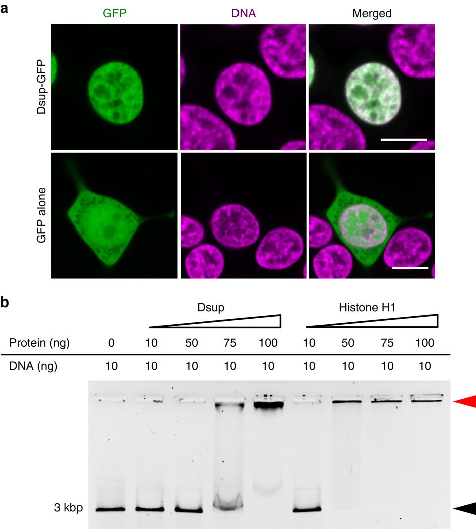 Dsup-GFP expression