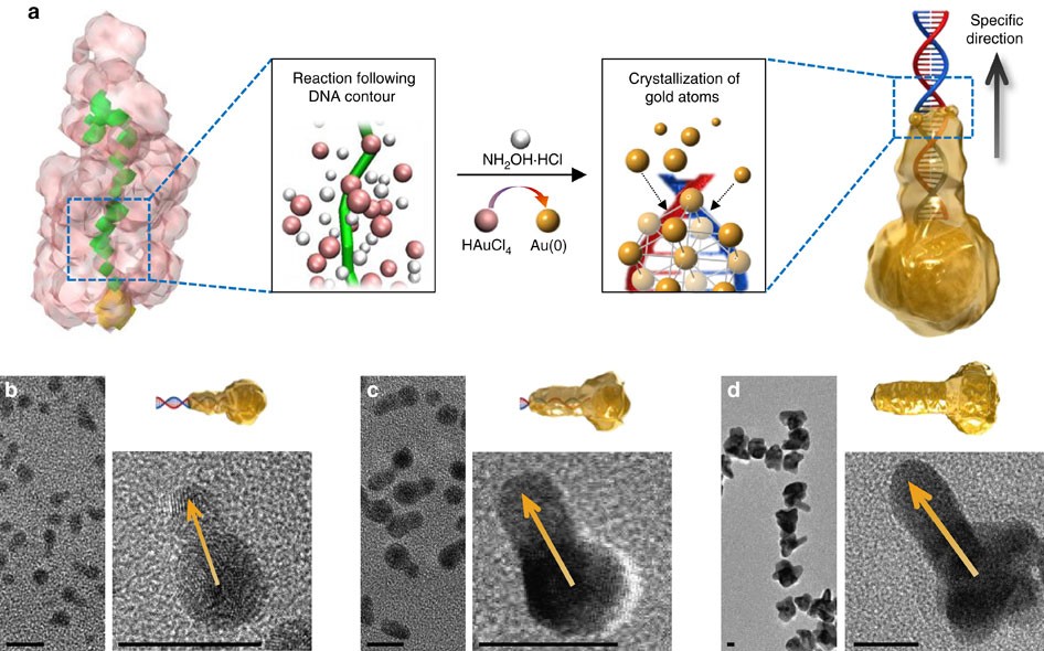 free gambar animasi Gold Nanocrystals With Dna Directed Morphologies Nature Terupdate