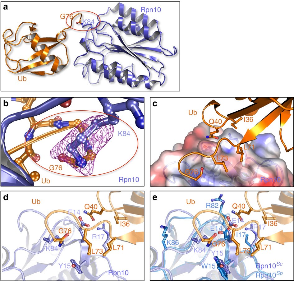 Structure of ubiquitylated-Rpn10 provides insight into its autoregulation mechanism | Nature Communications structure-of-ubiquitylated-rpn10-provides-insight-into-its-autoregulation-mechanism-nature-communications