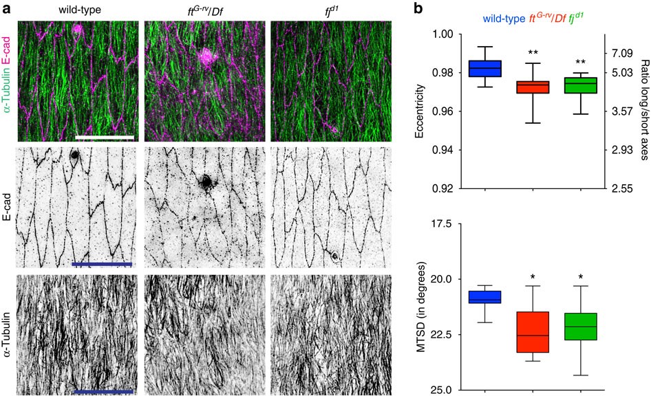 Microtubule Organization Is Determined By The Shape Of Epithelial Cells Nature Communications