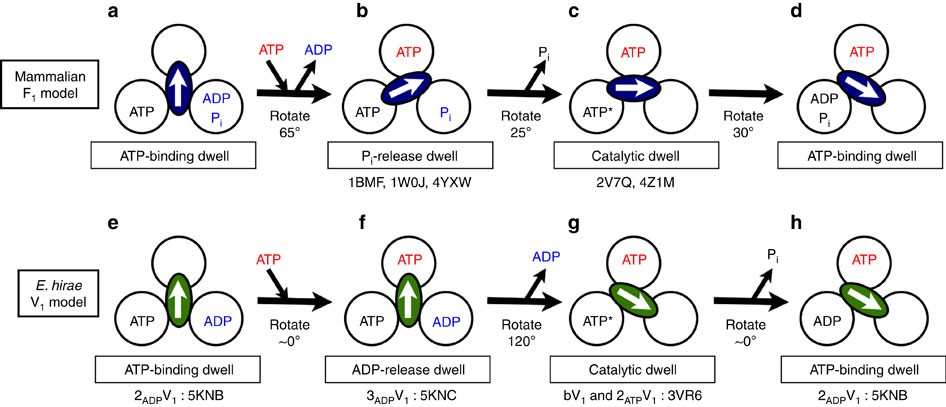Crystal structures of the ATP-binding and ADP-release dwells of the V1  rotary motor | Nature Communications
