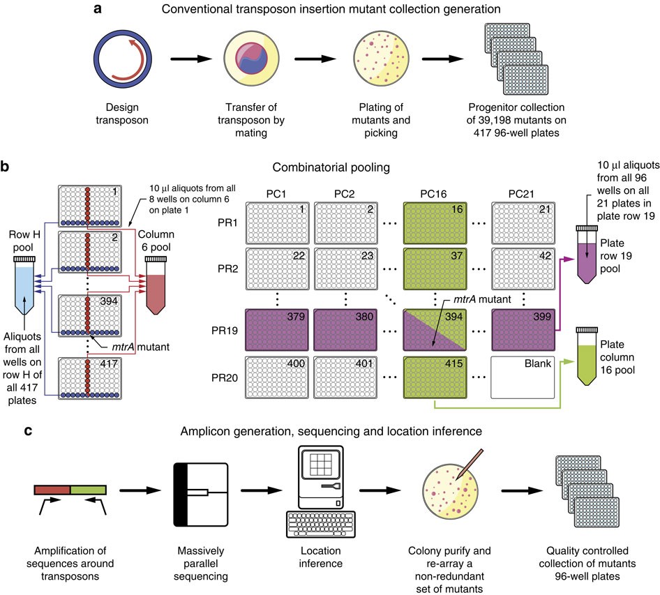 Rapid Construction Of A Whole Genome Transposon Insertion