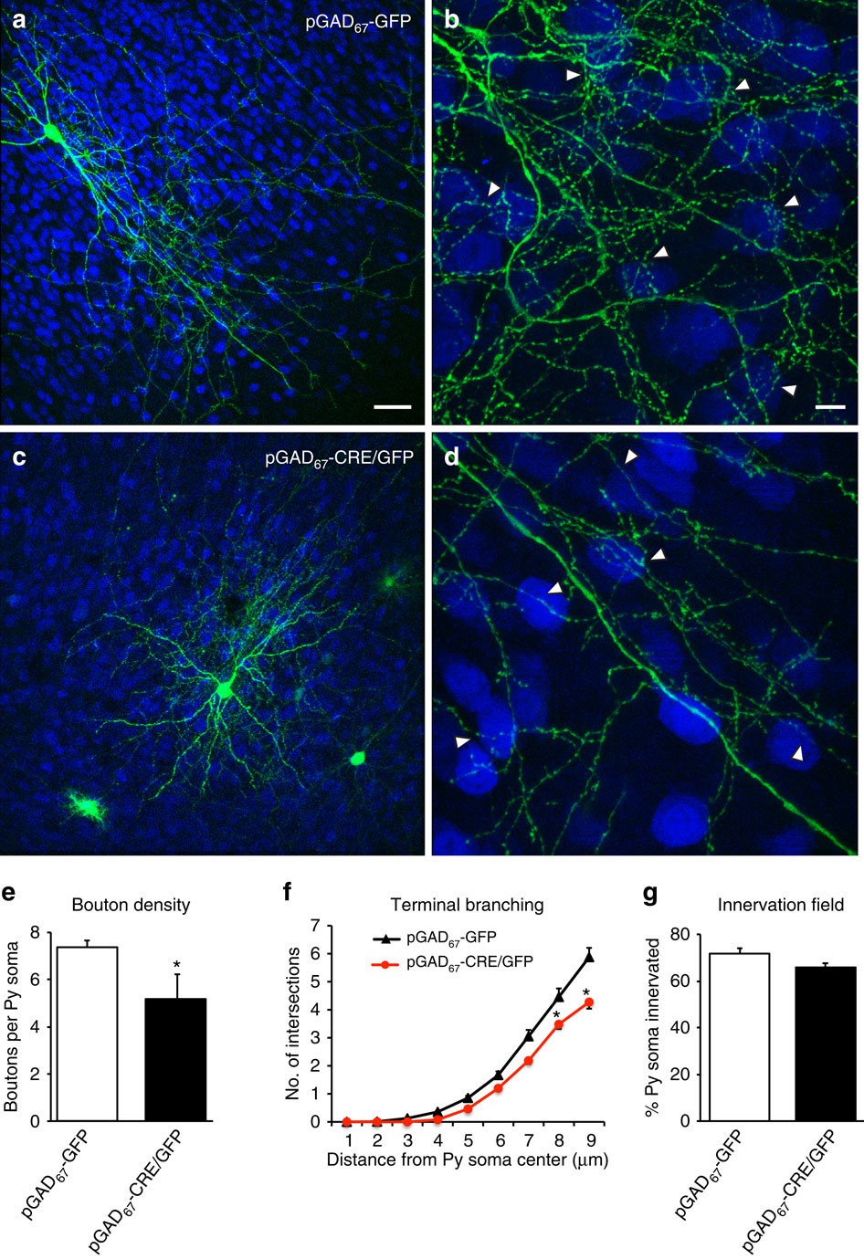 Decrease of SYNGAP1 in GABAergic cells impairs inhibitory synapse  connectivity, synaptic inhibition and cognitive function | Nature  Communications
