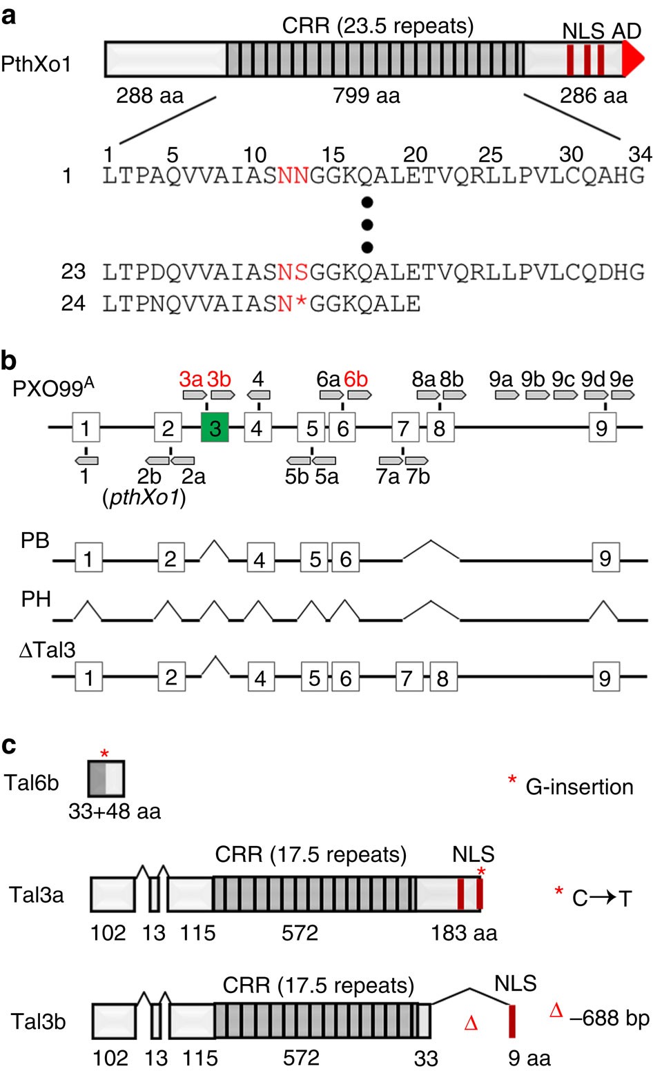 Interfering Tal Effectors Of Xanthomonas Oryzae Neutralize R Gene Mediated Plant Disease Resistance Nature Communications