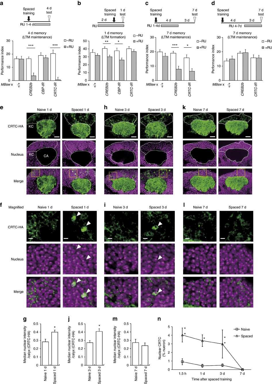 Forgotten memory storage and retrieval in Drosophila