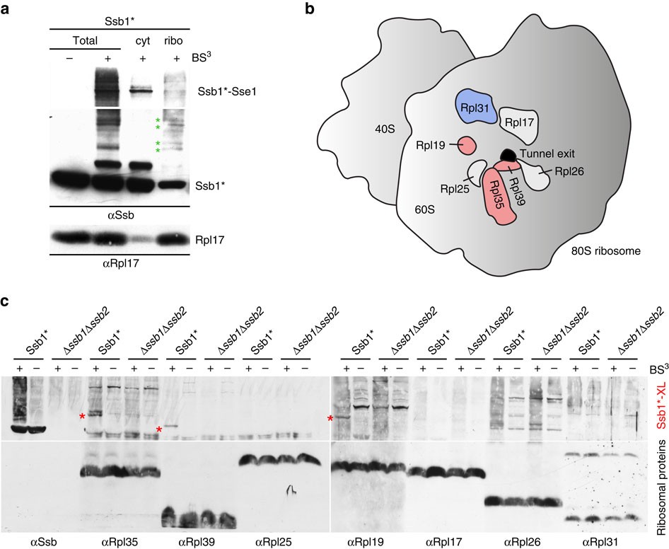 Interaction Of The Cotranslational Hsp70 Ssb With Ribosomal Proteins And Rrna Depends On Its Lid Domain Nature Communications<script async src=