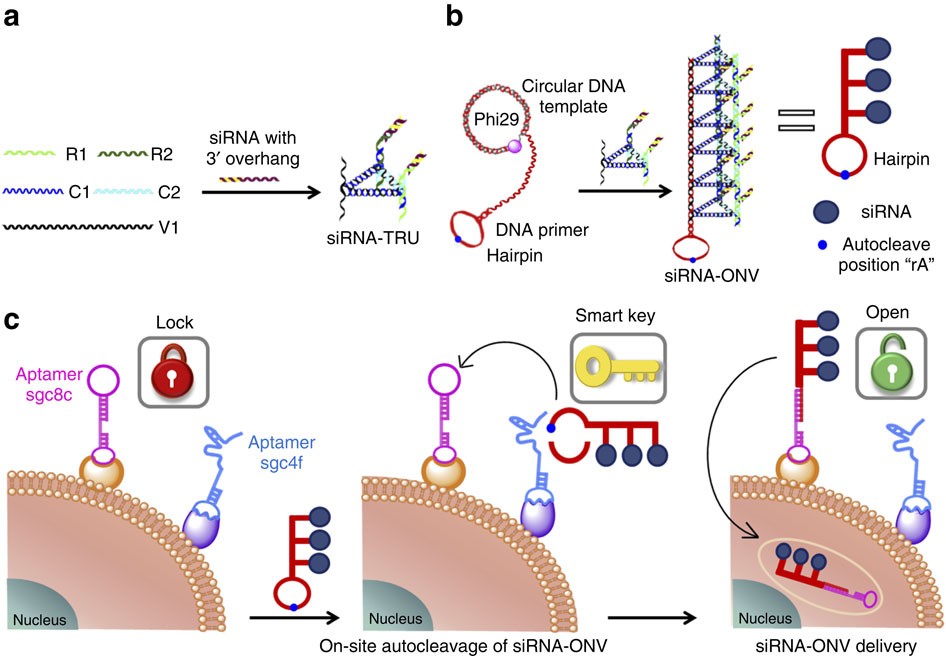 A DNA dual lock-and-key strategy for cell-subtype-specific siRNA delivery |  Nature Communications