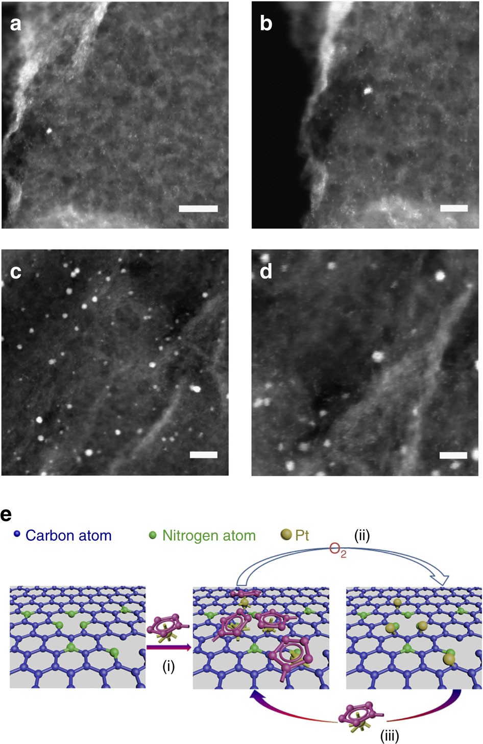 Platinum Single Atom And Cluster Catalysis Of The Hydrogen