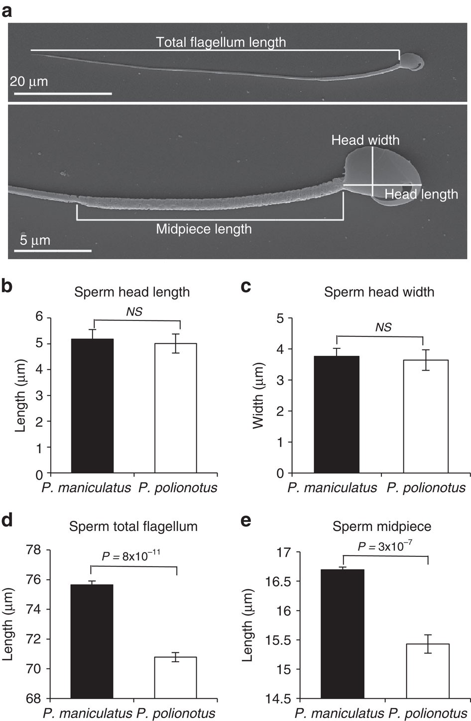 The genetic basis and fitness consequences of sperm midpiece size in deer  mice | Nature Communications