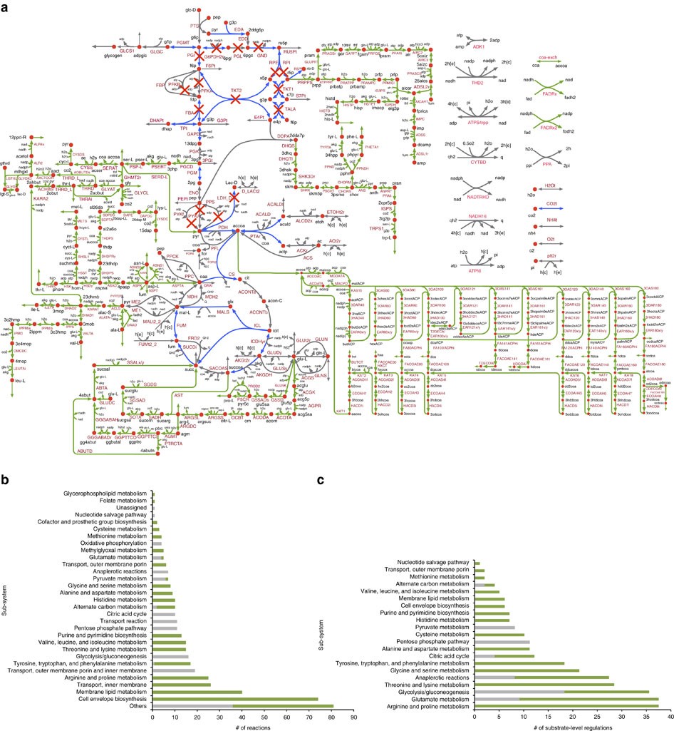 A genome-scale Escherichia coli kinetic metabolic model k ...