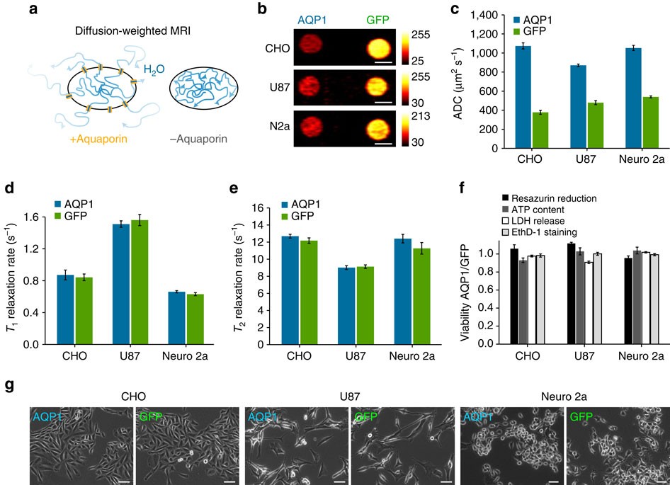 Figure 1: AQP1 functions as a genetically encoded reporter for diffusion-weighted MRI.