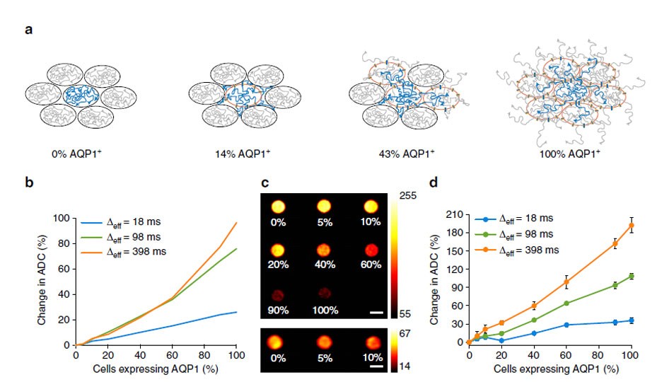 Figure 3: AQP1 expression is observable in mixed cell populations.