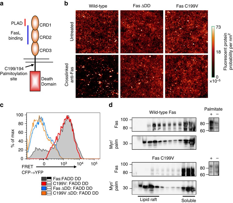 Figure 1: Characterization of palmitoylation-mutant Fas.