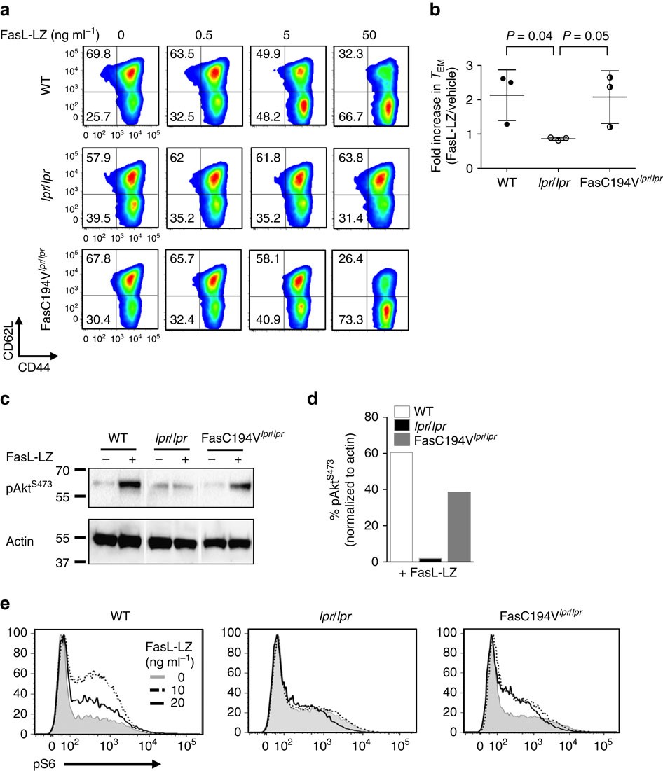 Figure 3: The Fas C194V mutant mediates precocious T-cell differentiation.