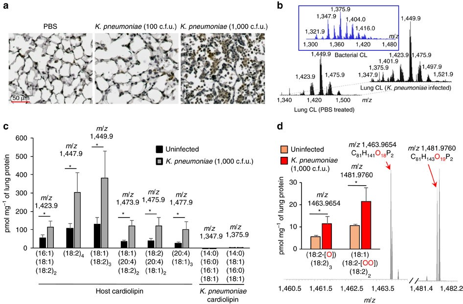 The mito-DAMP cardiolipin blocks IL-10 production causing persistent  inflammation during bacterial pneumonia | Nature Communications