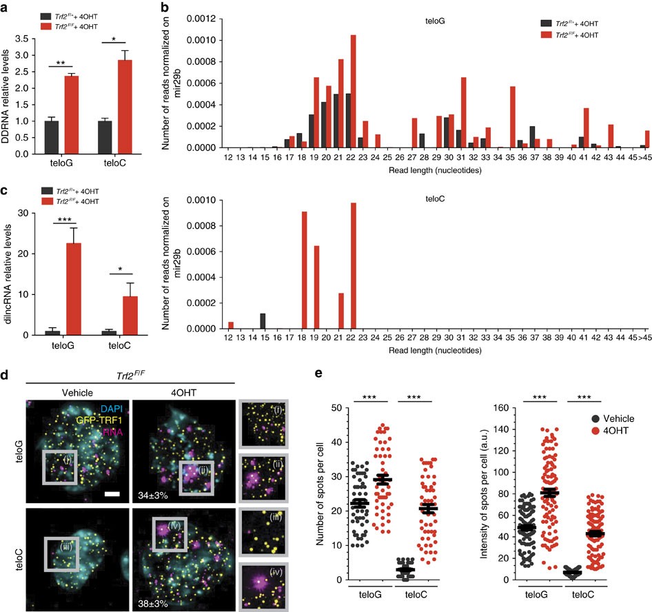 DNA damage response inhibition at dysfunctional telomeres by modulation of telomeric  DNA damage response RNAs | Nature Communications