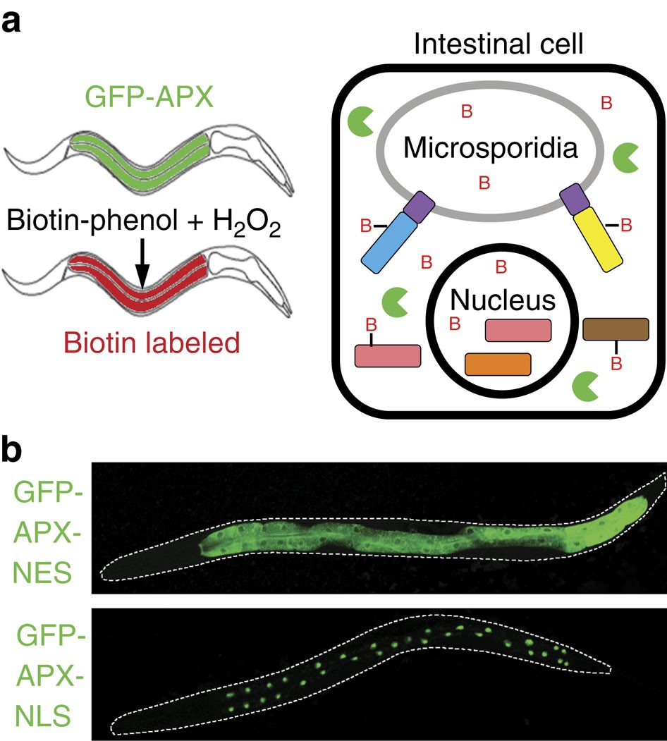 Identification of microsporidia host-exposed proteins reveals a repertoire  of rapidly evolving proteins | Nature Communications